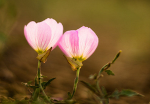 控制脫發(fā)的方法