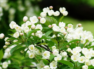 夏季患有手足癬該如何飲食?