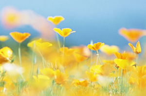 çèæ£è
æ¥å¸¸å¦ä½æ¤ç