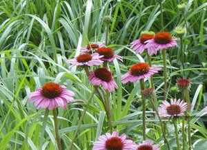 哪些措施能幫助牛皮癬患者