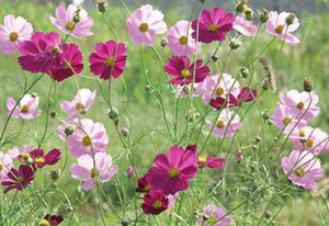 兒童牛皮癬怎樣治療好