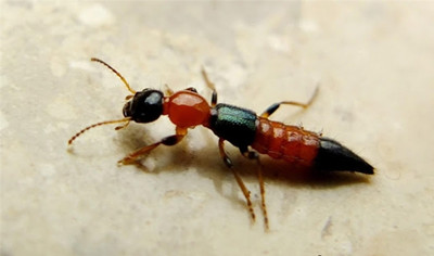 盛夏“蟲出沒”,請接收夏季“防蟲攻略”