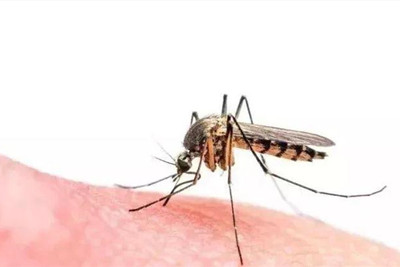 丘疹性蕁麻疹怎么治